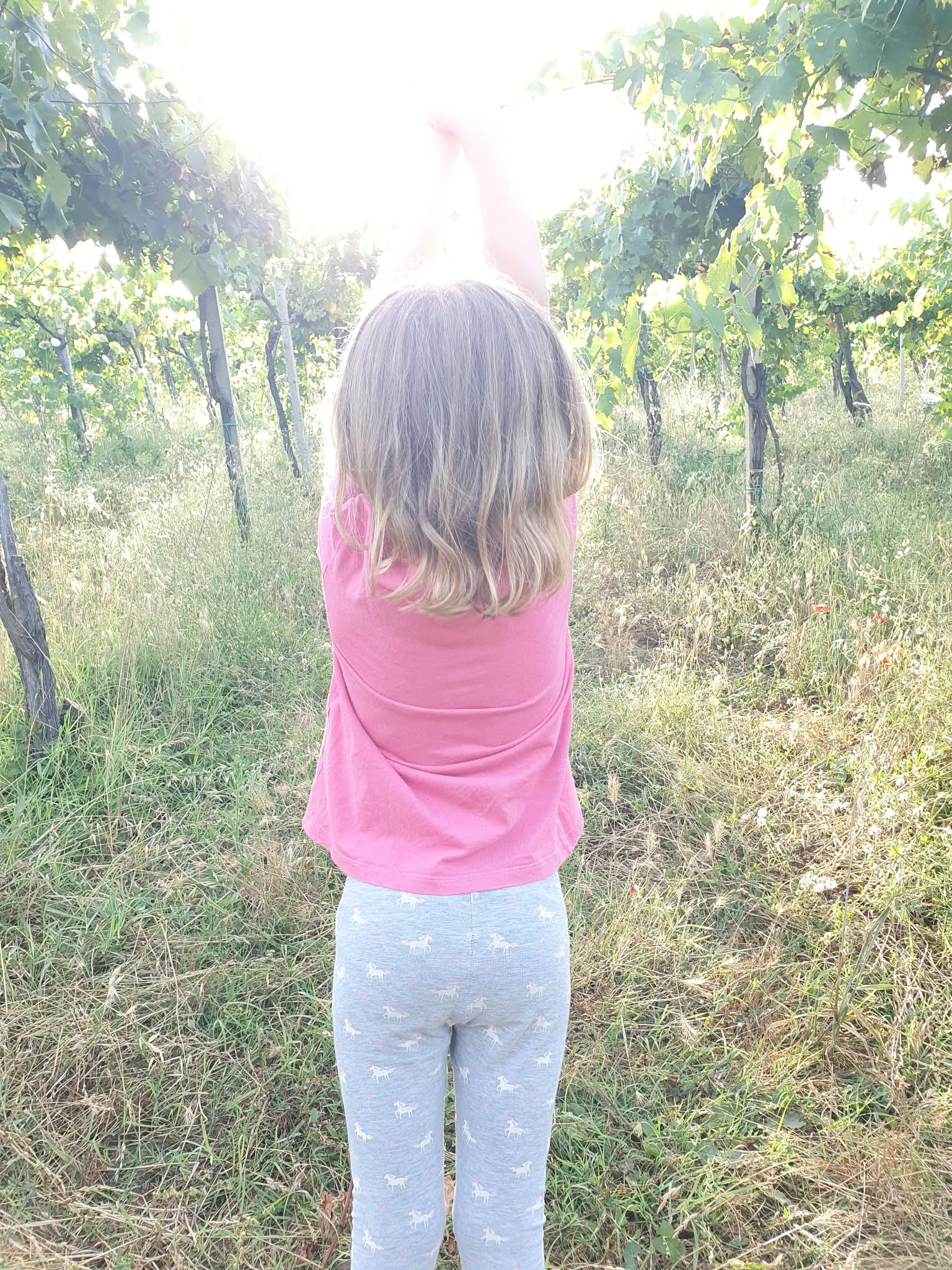 Vendemmia a Podere Puellae