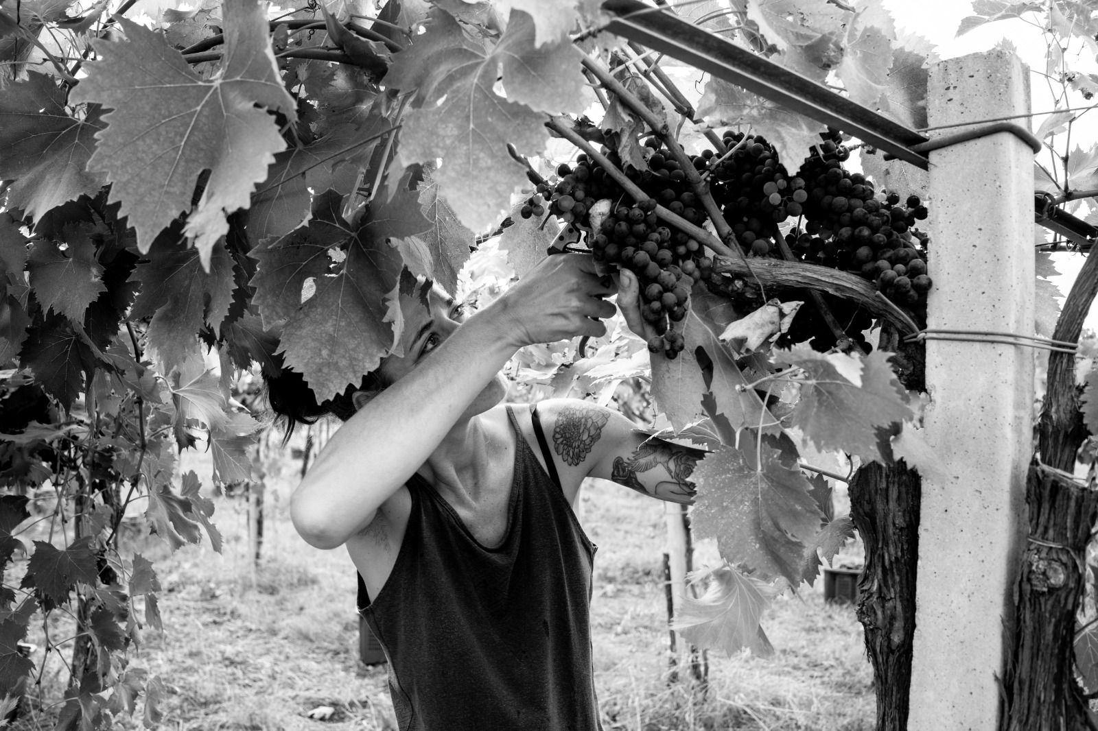Vendemmia a Podere Puellae