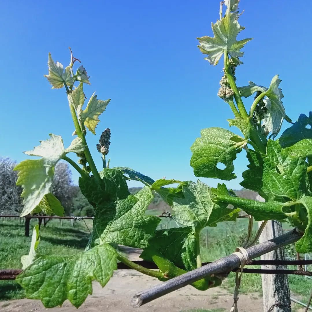 Germogli in primavera